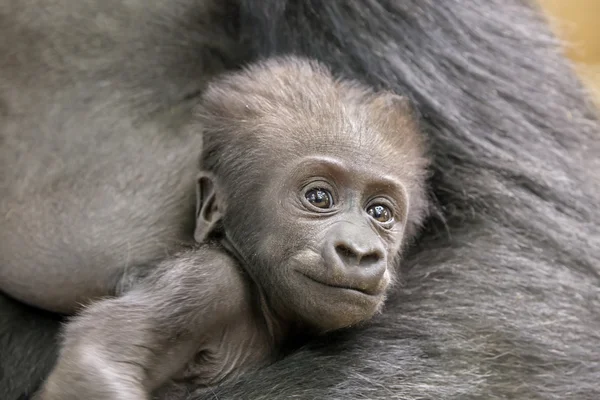 Baby Gorilla i mors händer — Stockfoto