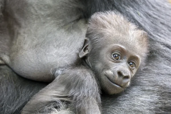 Gorille bébé dans les mains de la mère — Photo