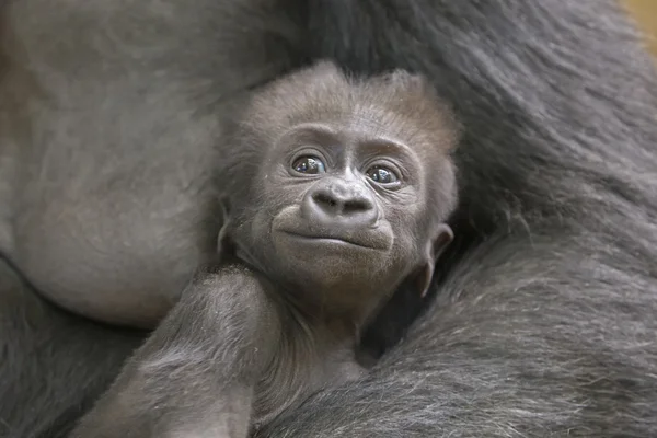 Bebé gorila en manos de la madre — Foto de Stock