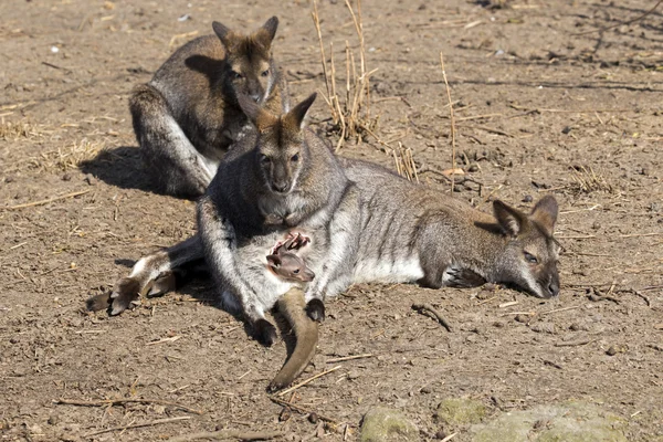 Kangoeroes zittend op de grond — Stockfoto