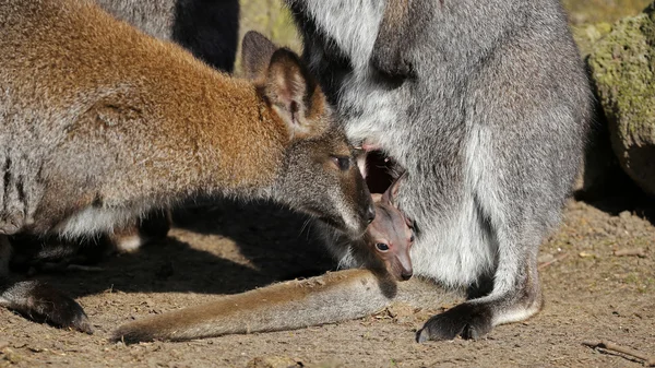 Kangaroos sitting on ground — Stock Photo, Image