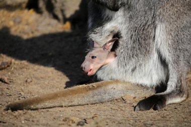 Kanguru joey bir çantada