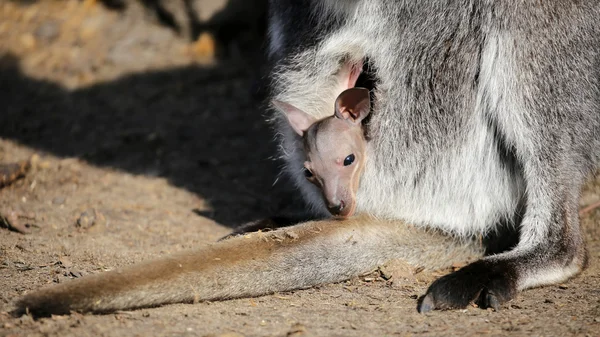 Kangaroo joey in pouch — Stock Photo, Image