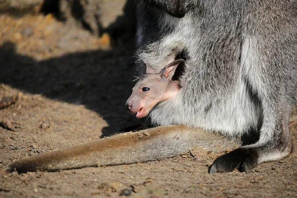 Kanguru joey bir çantada — Stok fotoğraf