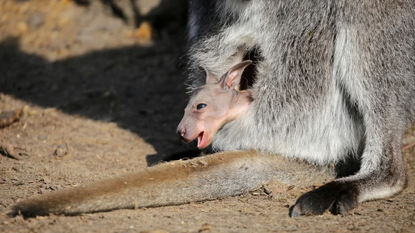 Kangaroo joey i påse — Stockfoto