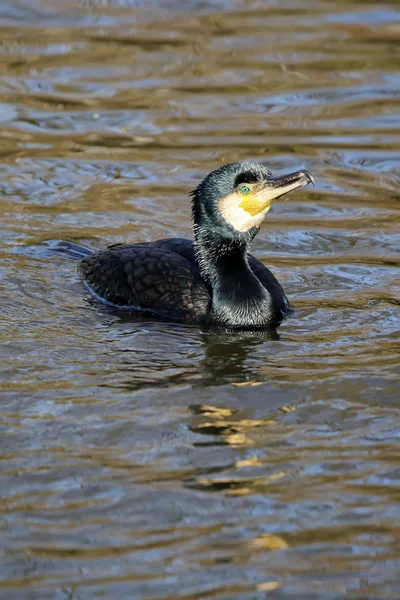 Cormorant swimming in water — Stock Photo, Image