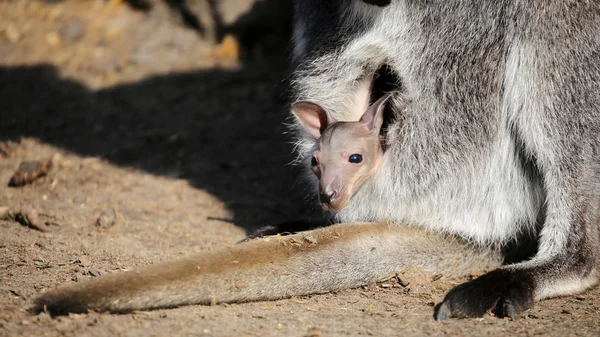 Kanguru joey bir çantada — Stok fotoğraf