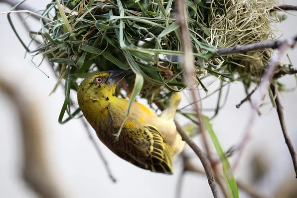 Weaver bird in the nest — Stock Photo, Image