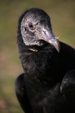 Black vulture bird clipart