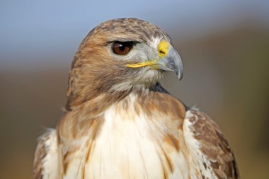 Kırmızı - kuyruklu şahin