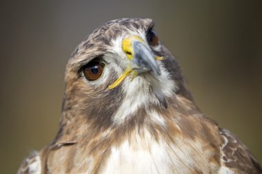 Kırmızı - kuyruklu şahin