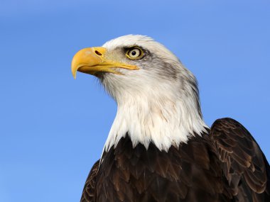 Kel kartal kuşu