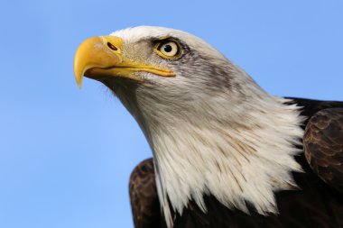 Kel kartal kuşu