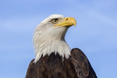 Kel kartal kuşu