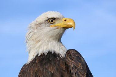 Kel kartal kuşu