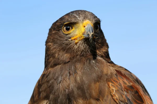 Uccello falco dalla coda rossa — Foto Stock