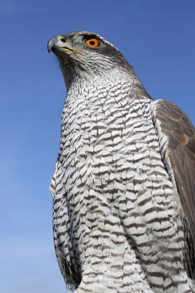 Duvhök fågel — Stockfoto