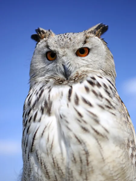 Bubo Bubo Sibiricus pássaro — Fotografia de Stock