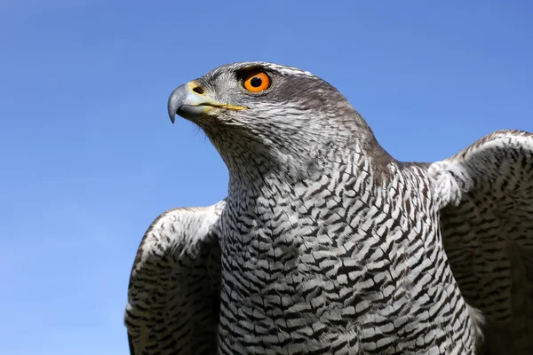 Uccello capriolo settentrionale — Foto Stock