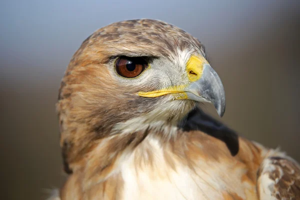 Falco dalla coda rossa — Foto Stock