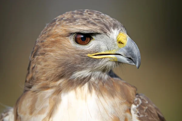 Kırmızı - kuyruklu şahin