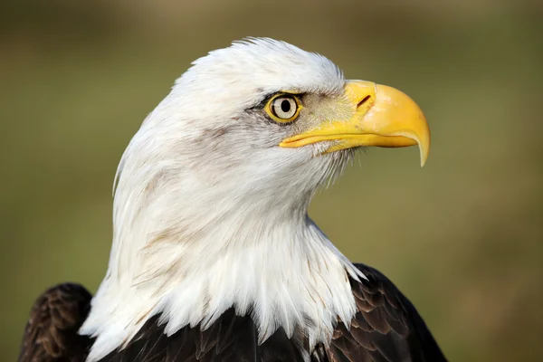 Pasăre vultur chel — Fotografie, imagine de stoc