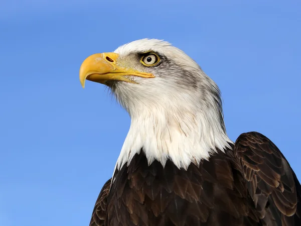 Kel kartal kuşu — Stok fotoğraf