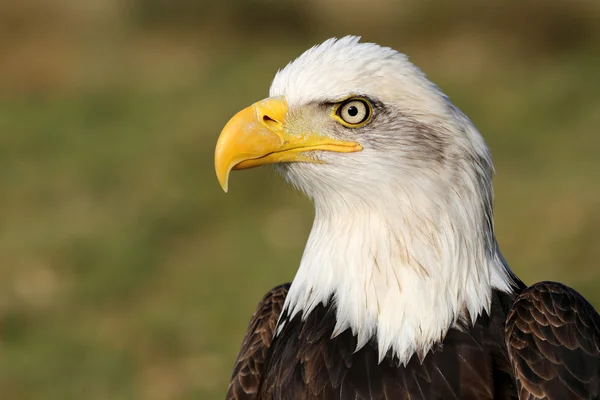 Bald Eagle bird — Stock Photo, Image