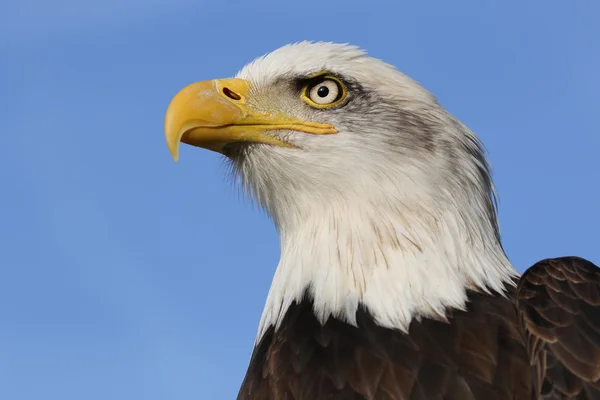 Pájaro águila calva — Foto de Stock