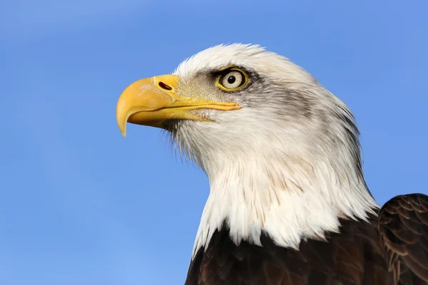 Pájaro águila calva —  Fotos de Stock