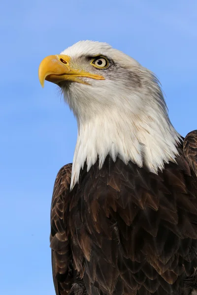 Uccello aquila calva — Foto Stock