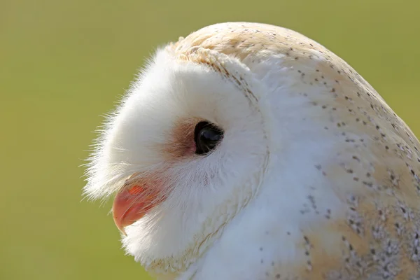 Barn owl bird Stock Image