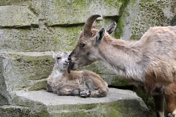 Alpine ibex mother with young — Stock Photo, Image