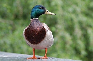 sevimli yaban ördeği kuş 