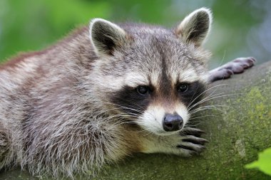 Cute raccoon in tree clipart