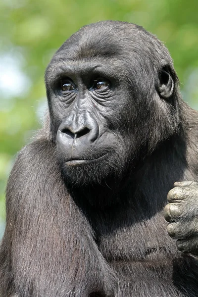 Jeune portrait de gorille — Photo