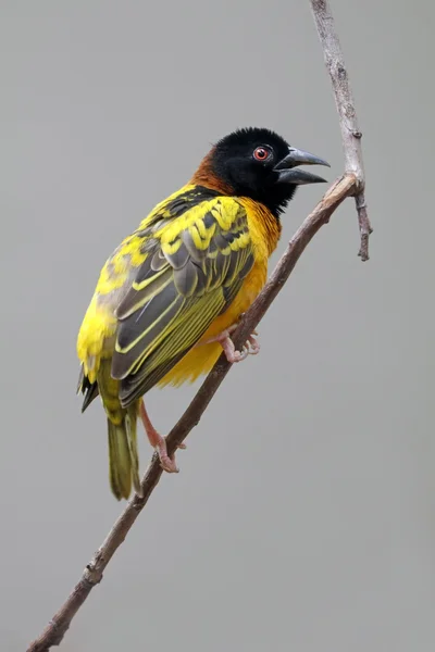 Pájaro tejedor amarillo en el árbol — Foto de Stock