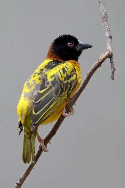 Yellow weaver bird on tree — Stock Photo, Image