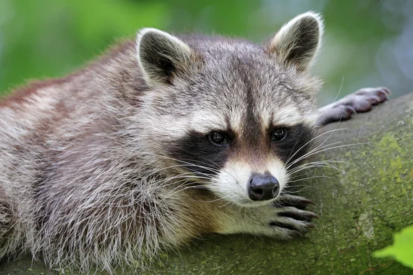 Cute raccoon in tree — Stock Photo, Image