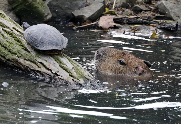 Capibara ve waterturtle su — Stok fotoğraf