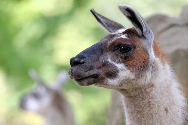 Cute Lama's head — Stock Photo, Image