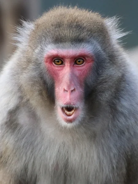 Zbliżenie japońskiej makaki — Zdjęcie stockowe