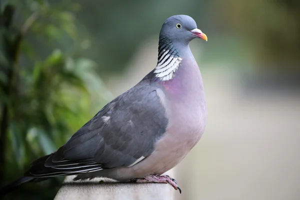 Gray Ringdove bird — Stock Photo, Image