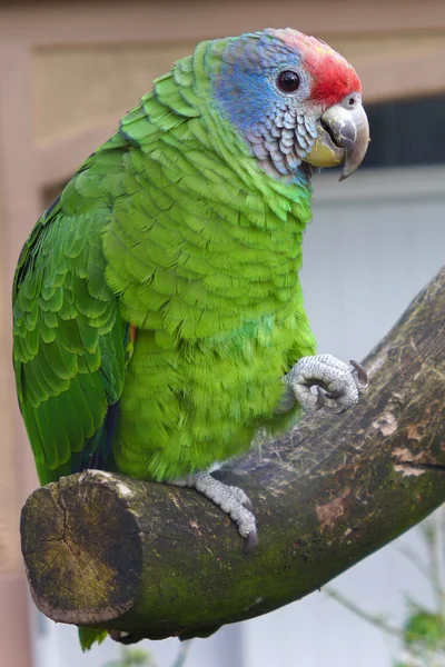 Loro colorido sentado en el árbol — Foto de Stock