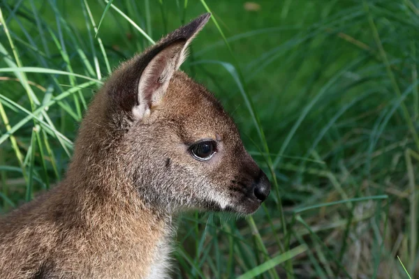 Ute wallaby cabeza — Foto de Stock