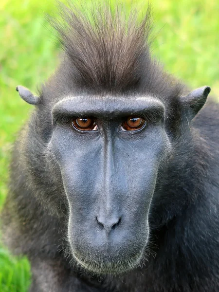 Crested makak huvud — Stockfoto
