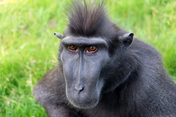 Crested macaque outdoor — Stock Photo, Image