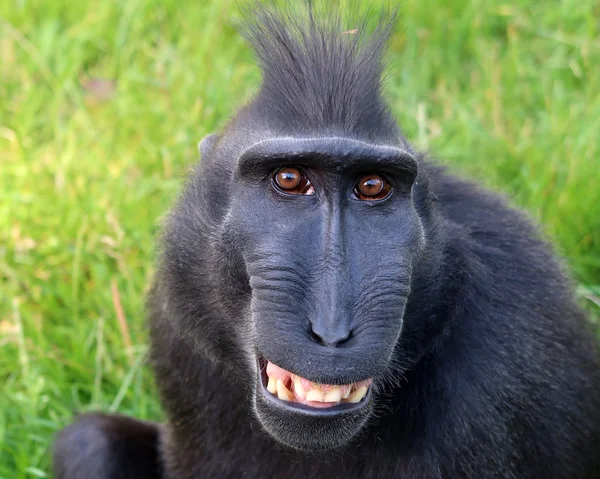 Crested macaque extérieur — Photo