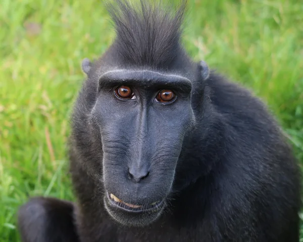 Crested macaque extérieur — Photo