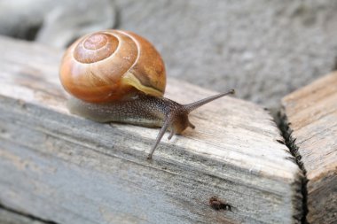 salyangoz ahşap tahta üzerinde 